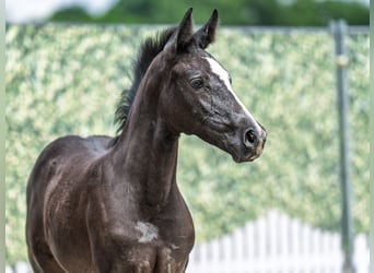 Westphalian, Mare, , Smoky-Black, in M&#xFC;nster Handorf