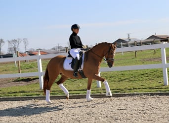 Poni alemán, Yegua, 13 años, 155 cm, Alazán, in Recke, bei Osnabr&#xFC;ck