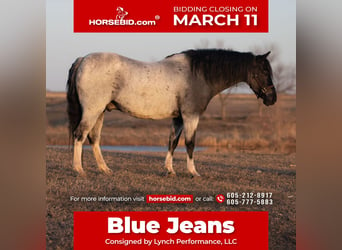 Plus de poneys/petits chevaux, Hongre, 10 Ans, 130 cm, Rouan Bleu, in Canistota, SD,