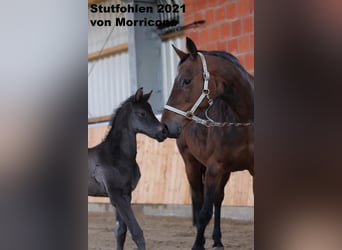 Oldenburg, Mare, 15 years, 16 hh, Brown, in Molbergen,
