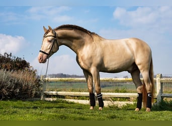 Hengst 9 Jahre