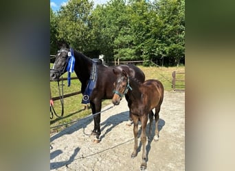 Mecklenburger Warmblut, Stute, Fohlen (04/2024), Dunkelbrauner, in Loddin,