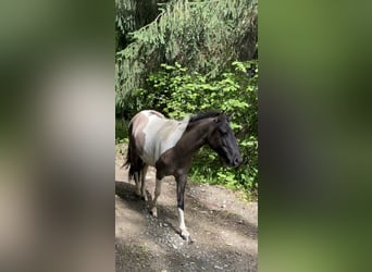 Konik, Stute, 1 Jahr, 136 cm, Schecke, in Glödnitz,