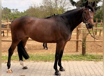 KWPN, Stute, 7 Jahre, 168 cm, Dunkelbrauner, in Bad Kreuznach