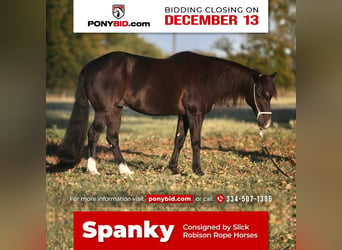 Plus de poneys/petits chevaux, Hongre, 16 Ans, 122 cm, Noir, in Weatherford, TX,