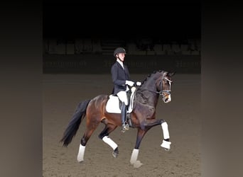 Danish Warmblood, Stallion, Bay-Dark, in Asperup,