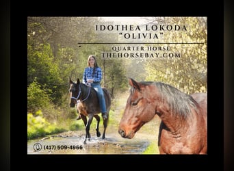 American Quarter Horse, Mare, 15 years, 14.3 hh, Roan-Bay, in Newburg, MO,