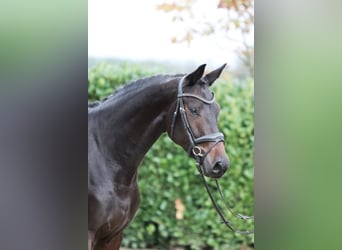 Hannoveraner, Stute, 8 Jahre, 169 cm, Rappe, in Moers,