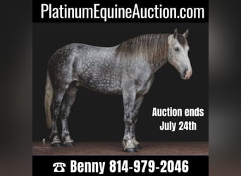 American Quarter Horse, Gelding, 10 years, 17.1 hh, Gray-Dapple, in Everett PA,