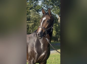 KWPN, Jument, 3 Ans, 162 cm, Bai brun foncé, in Marigny le lozon