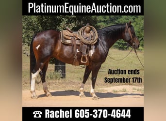 Quarter horse américain, Hongre, 12 Ans, 157 cm, Tobiano-toutes couleurs, in Rusk TX,