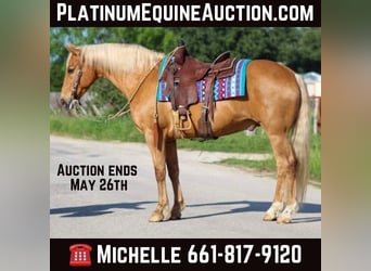 American Quarter Horse, Wallach, 13 Jahre, 152 cm, Palomino, in Stephenville TX,