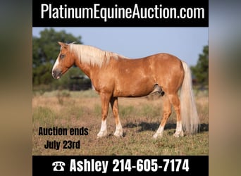 Quarter horse américain, Hongre, 9 Ans, 124 cm, Palomino, in Weatherford TX,