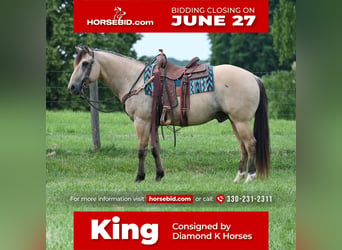 Quarter horse américain, Hongre, 14 Ans, Buckskin, in Jackson, OH,