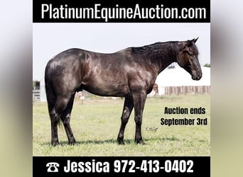 Quarter horse américain, Hongre, 5 Ans, Rouan Bleu, in RAVENNA, TX,