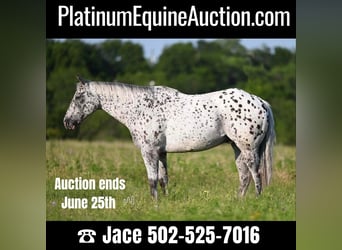 Quarter horse américain, Hongre, 11 Ans, 152 cm, Léopard, in Waco TX,