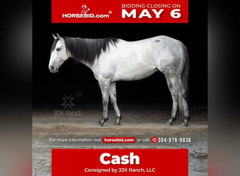 Quarter horse américain, Hongre, 6 Ans, 155 cm, Gris, in Hedgesville,