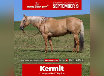 Caballo cuarto de milla, Caballo castrado, 8 años, 160 cm, Palomino, in Shippenville, PA,