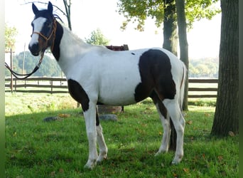 Plus de poneys/petits chevaux, Hongre, 5 Ans, 147 cm, Pinto, in Lathen,