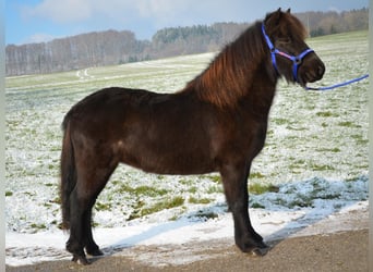 Islandpferd, Stute, 8 Jahre, Rappe, in Straßwalchen