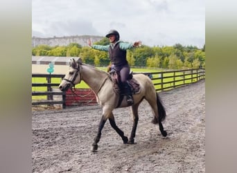 Connemara, Ruin, 5 Jaar, 147 cm, Falbe, in Mountrath, Co. Laois