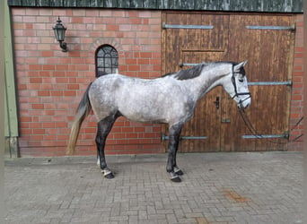 Koń holsztyński, Wałach, 4 lat, 161 cm, Karosiwa, in Wedel,
