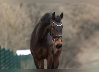 KWPN, Mare, 9 years, 16.1 hh, Bay-Dark, in Windhagen