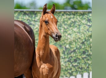 Westphalian, Stallion, Foal (04/2026), Brown, in Mnster-Handorf