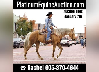 American Quarter Horse, Wallach, 8 Jahre, 155 cm, Palomino, in RUSK TX,