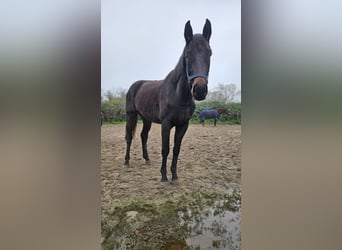 Hanoverian, Mare, 3 years, 16.1 hh, Smoky-Black, in Moers,