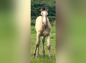Stallion 