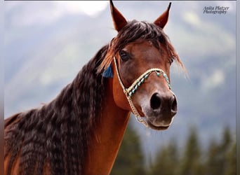 Pur-sang arabe, Jument, 15 Ans, 151 cm, Bai, in Innsbruck