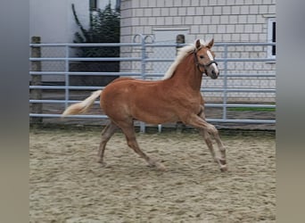 Haflinger, Merrie, veulen (03/2024), Vos, in Borchen,