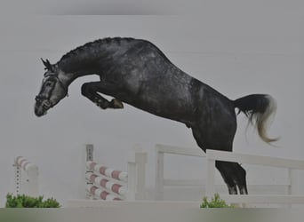 Hengst 