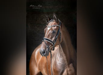 Hannoveraner, Wallach, 4 Jahre, 169 cm, Brauner, in Herbstein,