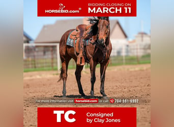 Quarter horse américain, Hongre, 7 Ans, 163 cm, Bai cerise, in Weatherford, TX,