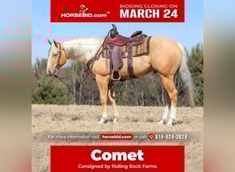 Caballo cuarto de milla, Caballo castrado, 4 años, 160 cm, Palomino, in Clarion, PA,