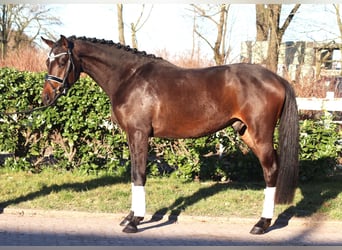 Trakehner, Ruin, 3 Jaar, 165 cm, Donkerbruin, in Selsingen