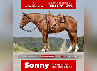 Draft Horse Mix, Gelding, 7 years, 16.2 hh, Sorrel, in Mt Vernon, MO,