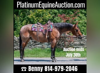 American Quarter Horse, Gelding, 13 years, 14.3 hh, Roan-Bay, in Everett PA,
