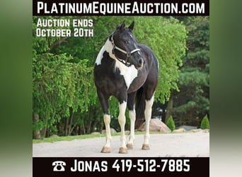Paint Horse, Yegua, 5 años, 147 cm, Tobiano-todas las-capas, in Ashland Oh