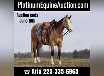 Quarter horse américain, Hongre, 10 Ans, 155 cm, Buckskin, in Baton Rouge LA,