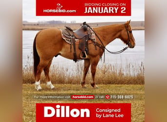 Quarter horse américain, Hongre, 11 Ans, 150 cm, Alezan dun, in Valley Springs,