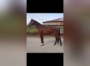 German Sport Horse, Mare, 4 years, Brown, in Haldenwang,