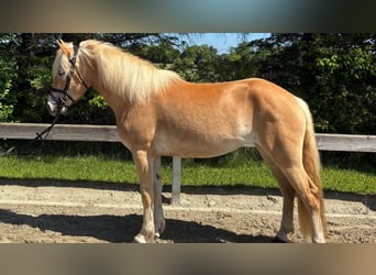 Haflinger, Mare, 3 years, 14.3 hh, Chestnut-Red, in Süderlügum