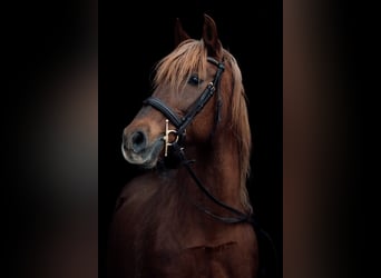 PRE, Mare, 15 years, 15,2 hh, Chestnut-Red, in Stahnsdorf