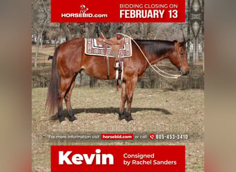 Quarter horse américain Croisé, Hongre, 12 Ans, Bai cerise, in Fort Worth, TX,