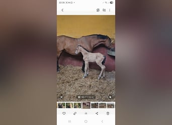 Andaluces, Yegua, 6 años, 162 cm, Castaño, in Santuario de la oliva Vejer de la Frontera