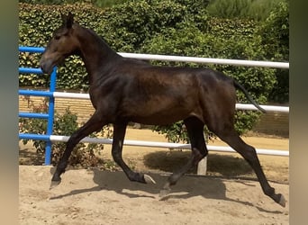 PRE, Klacz, 2 lat, 165 cm, Siwa, in Fuentes De Andalucia