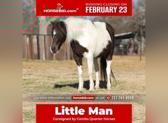 More ponies/small horses, Gelding, 6 years, 12 hh, Pinto, in Cleburne